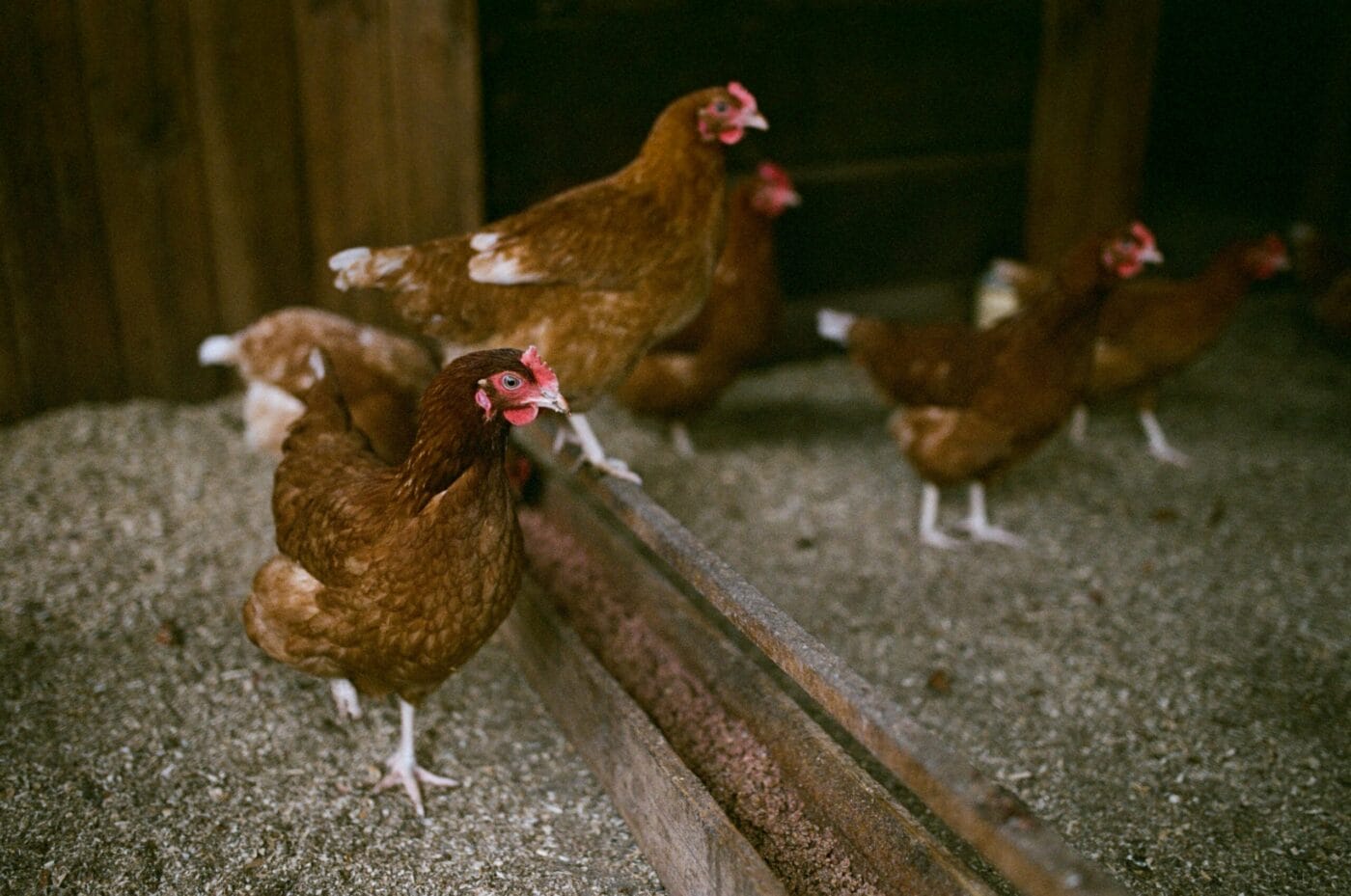 Beginner Chicken Coop