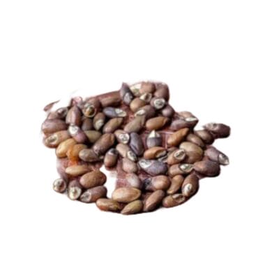 Untitled-7 Rosemary Seeds