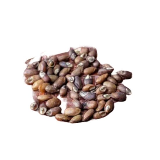 Untitled-7 Rosemary Seeds